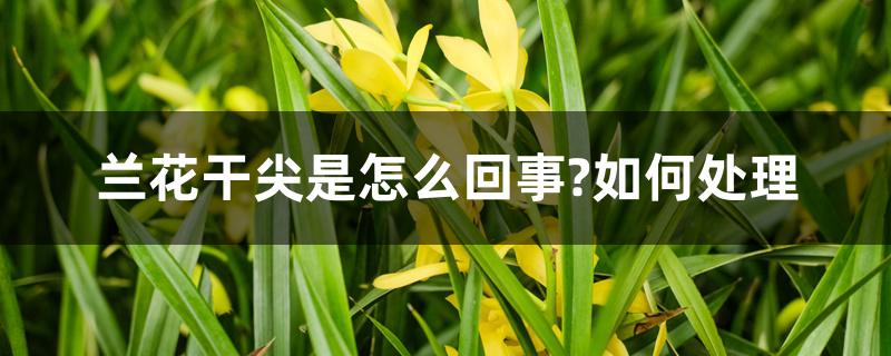 兰花干尖是怎么回事?如何处理 兰花干尖是怎么回事?如何处理
