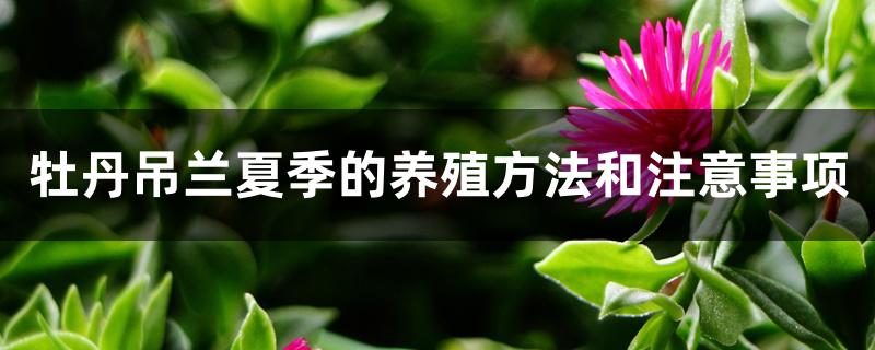 牡丹吊兰夏季的养殖方法和注意事项 牡丹吊兰夏季的养殖方法和注意事项