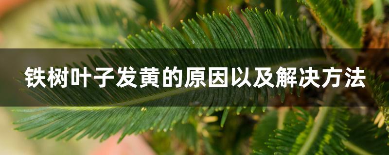 铁树叶子发黄的原因以及解决方法 铁树叶子发黄的原因以及解决方法
