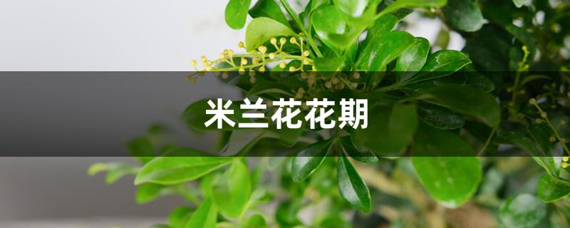 米兰花花期 米兰花花期