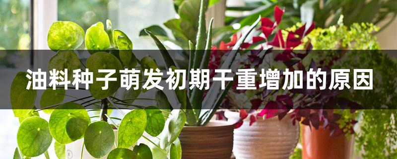 油料种子萌发初期干重增加的原因 油料种子萌发初期干重增加的原因