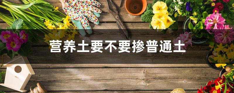 营养土要不要掺普通土 营养土要不要掺普通土