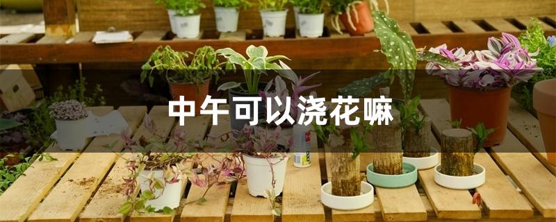 中午可以浇花嘛 中午可以浇花嘛