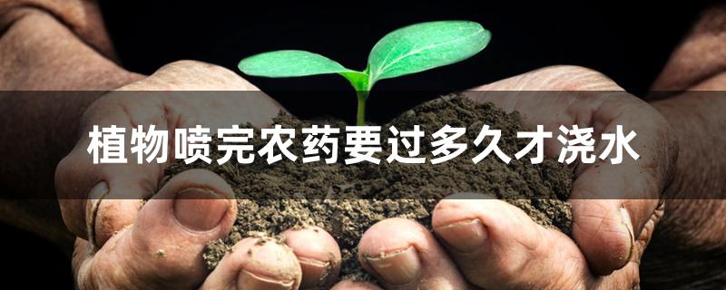 植物喷完农药要过多久才浇水 植物喷完农药要过多久才浇水