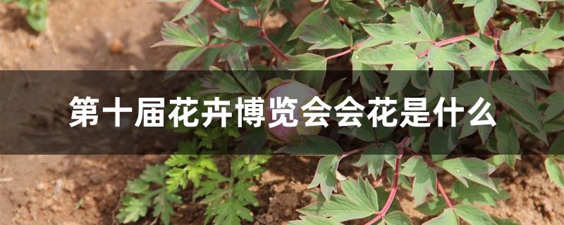 第十届花卉博览会会花是什么 第十届花卉博览会会花是什么