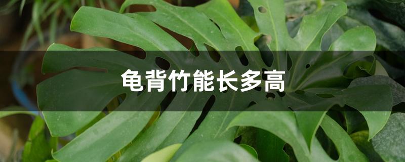 龟背竹能长多高 龟背竹能长多高