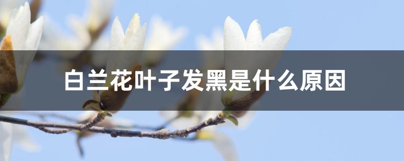 白兰花叶子发黑是什么原因 白兰花叶子发黑是什么原因
