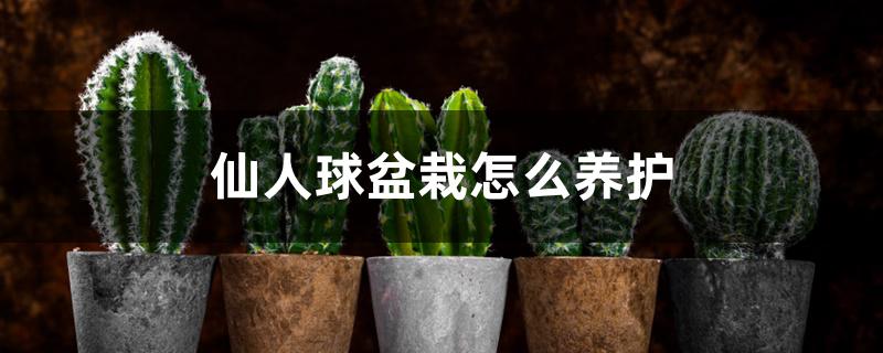 仙人球盆栽怎么养护 仙人球盆栽怎么养护
