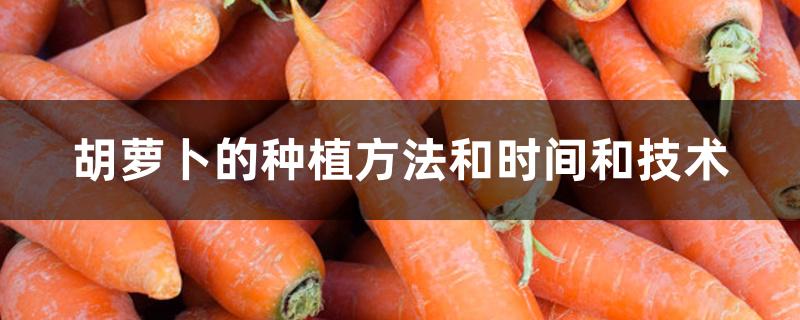 胡萝卜的种植方法和时间和技术 胡萝卜的种植方法和时间和技术