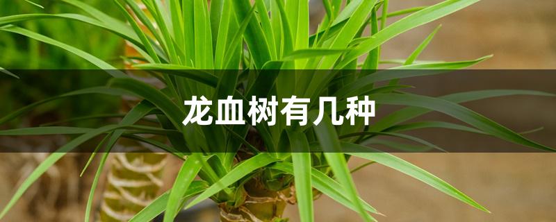 龙血树有几种 龙血树有几种