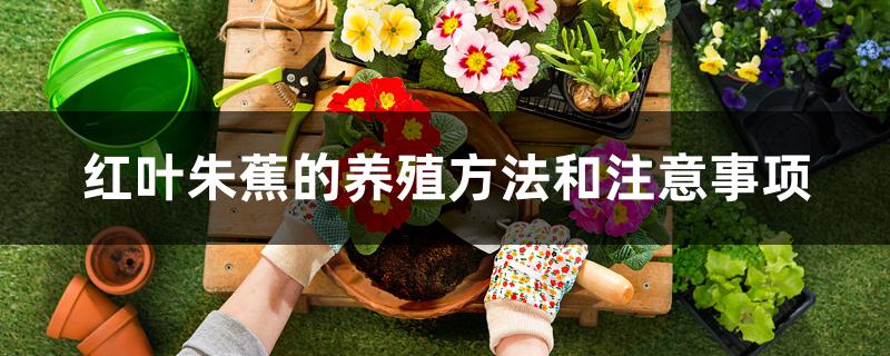 红叶朱蕉的养殖方法和注意事项 红叶朱蕉的养殖方法和注意事项