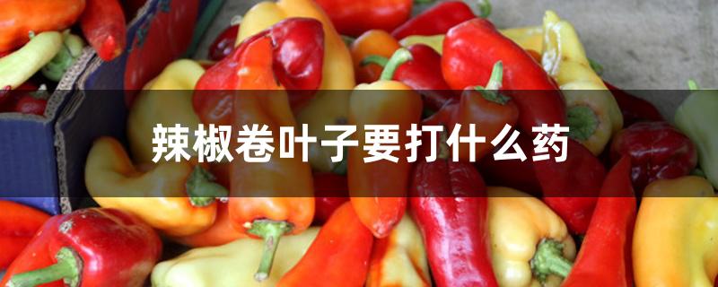 辣椒顶端叶子卷曲用什么药,起皱怎么办 辣椒顶端叶子卷曲用什么药,起皱怎么办