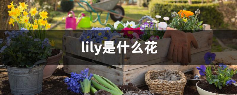 lily是什么花 lily是什么花