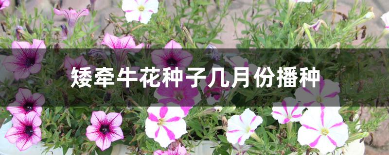 矮牵牛花种子几月份播种 矮牵牛花种子几月份播种
