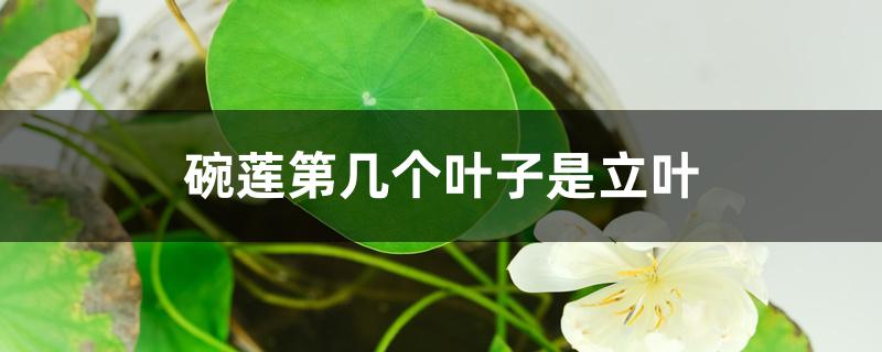 碗莲第几个叶子是立叶 碗莲第几个叶子是立叶