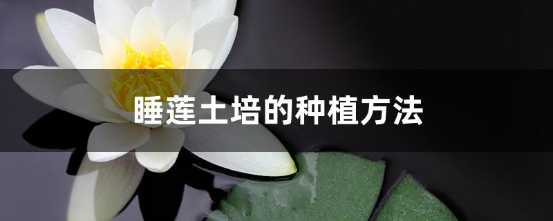 睡莲土培的种植方法 睡莲土培的种植方法