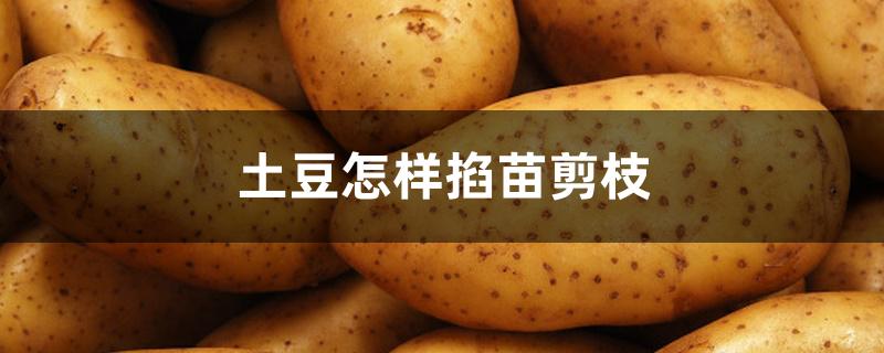 土豆怎样掐苗剪枝 土豆怎样掐苗剪枝