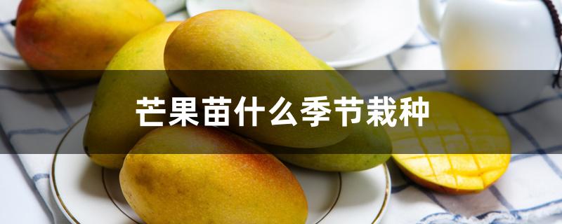 芒果苗什么季节栽种 芒果苗什么季节栽种