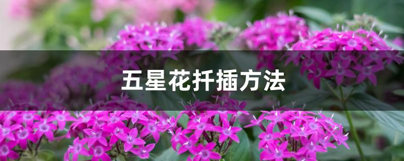 五星花扦插方法 五星花扦插方法