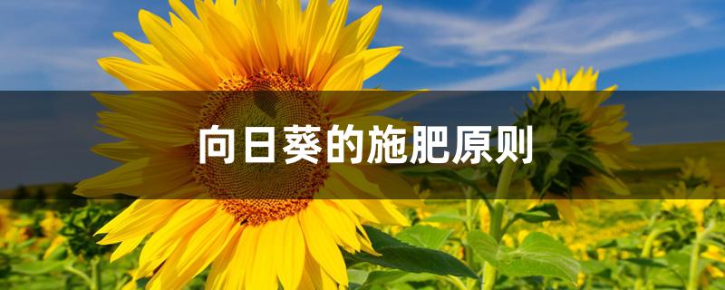 向日葵的施肥原则 向日葵的施肥原则