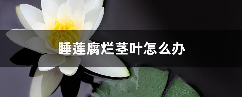 睡莲腐烂茎叶怎么办 睡莲腐烂茎叶怎么办