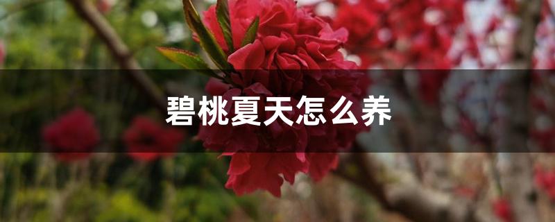 碧桃夏天怎么养 碧桃夏天怎么养