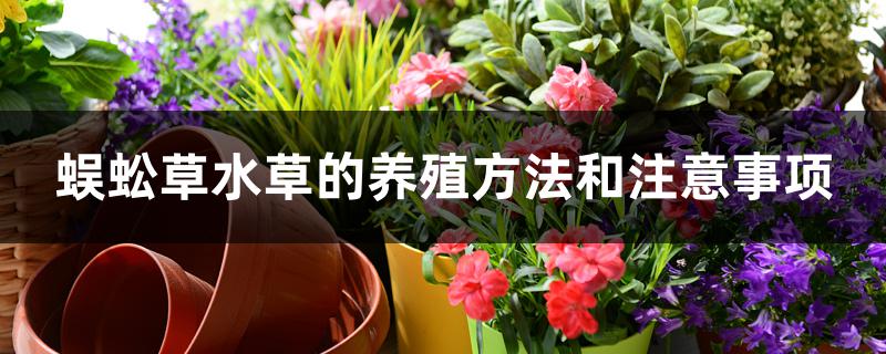 蜈蚣草水草的养殖方法和注意事项 蜈蚣草水草的养殖方法和注意事项