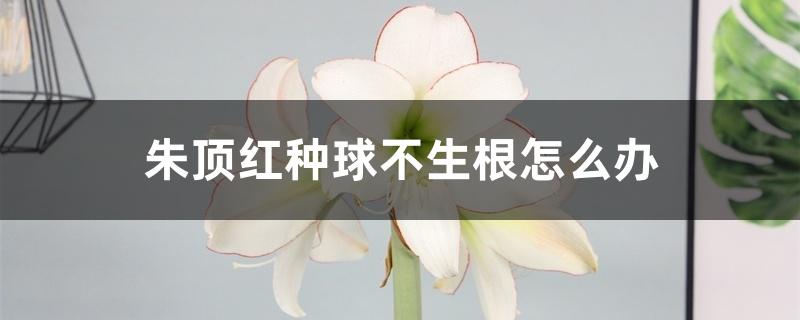 朱顶红种球不生根怎么办 朱顶红种球不生根怎么办