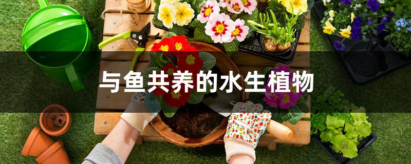 与鱼共养的水生植物 与鱼共养的水生植物