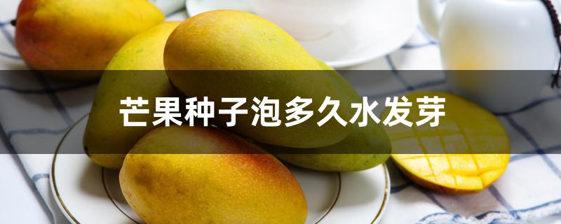 芒果种子泡多久水发芽 芒果种子泡多久水发芽