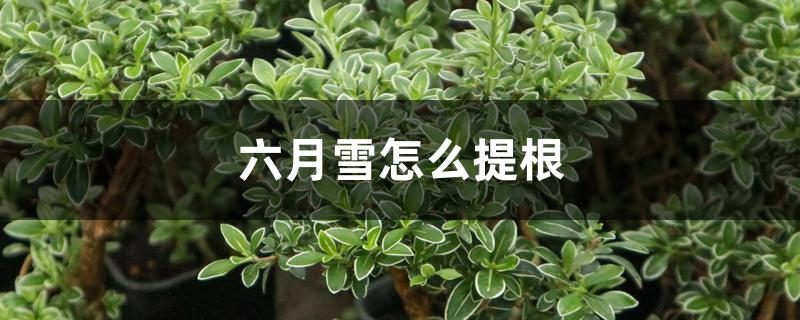 六月雪怎么提根 六月雪怎么提根