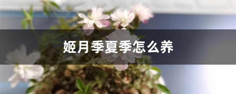 姬月季夏季怎么养 姬月季夏季怎么养