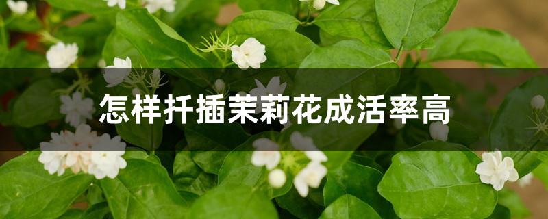 怎样扦插茉莉花成活率高 怎样扦插茉莉花成活率高