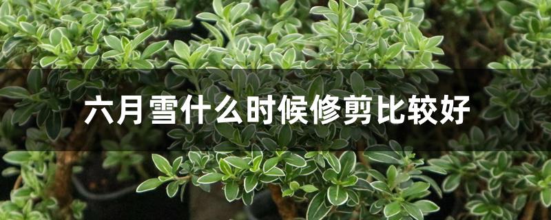 六月雪什么时候修剪比较好 六月雪什么时候修剪比较好