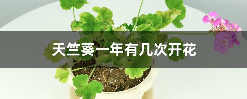 天竺葵一年有几次开花 天竺葵一年有几次开花