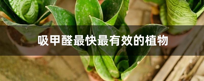 吸甲醛最快最有效的植物 吸甲醛最快最有效的植物
