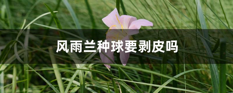 风雨兰种球要剥皮吗 风雨兰种球要剥皮吗
