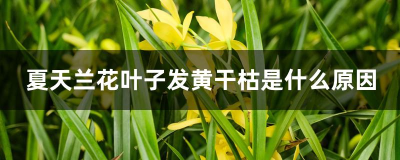 夏天兰花叶子发黄干枯是什么原因 夏天兰花叶子发黄干枯是什么原因