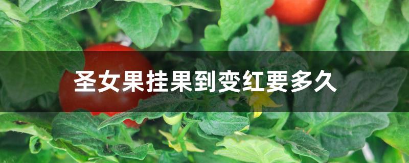 圣女果挂果到变红要多久 圣女果挂果到变红要多久