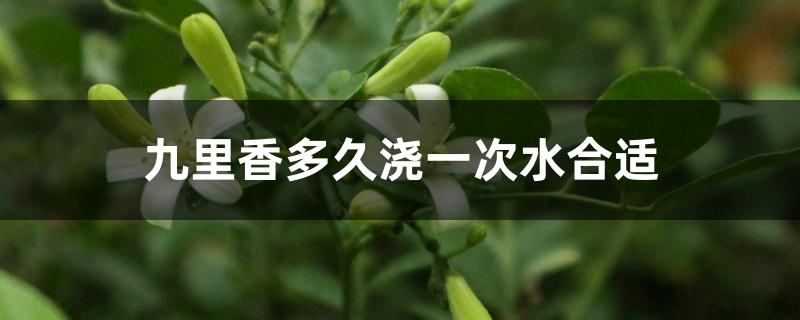 九里香多久浇一次水合适 九里香多久浇一次水合适