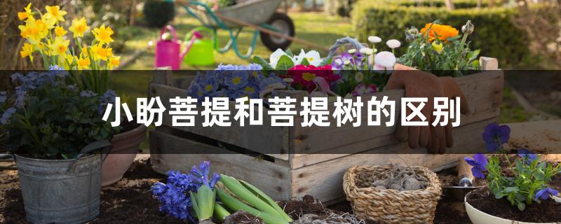 小盼菩提和菩提树的区别 小盼菩提和菩提树的区别