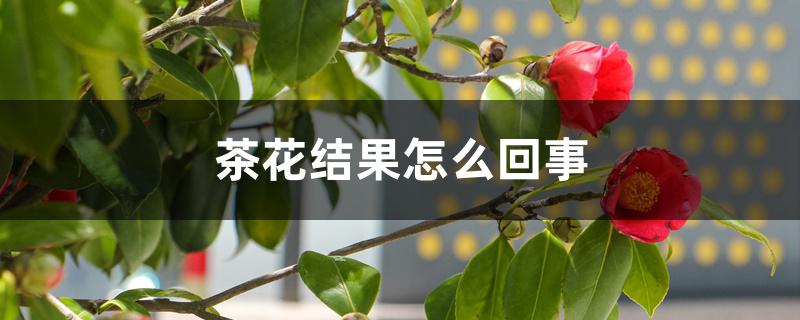 茶花结果怎么回事 茶花结果怎么回事