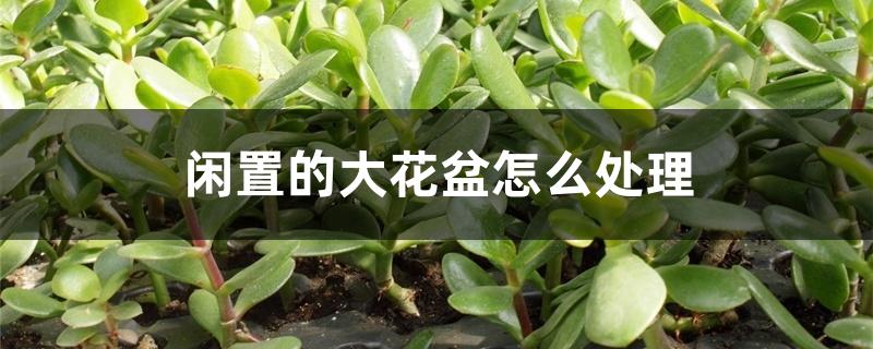 闲置的大花盆怎么处理 闲置的大花盆怎么处理