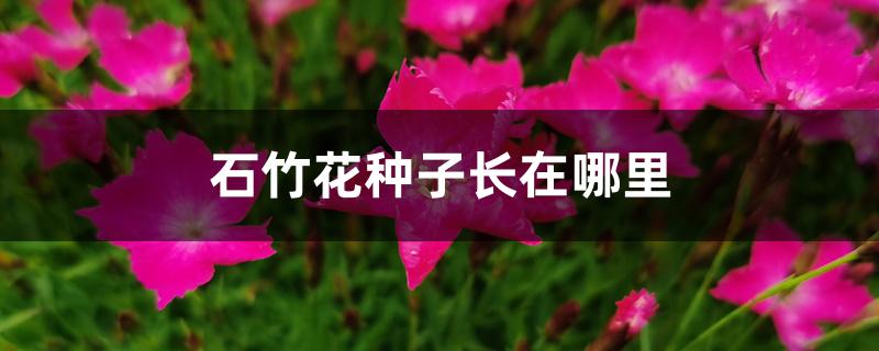 石竹花种子长在哪里 石竹花种子长在哪里
