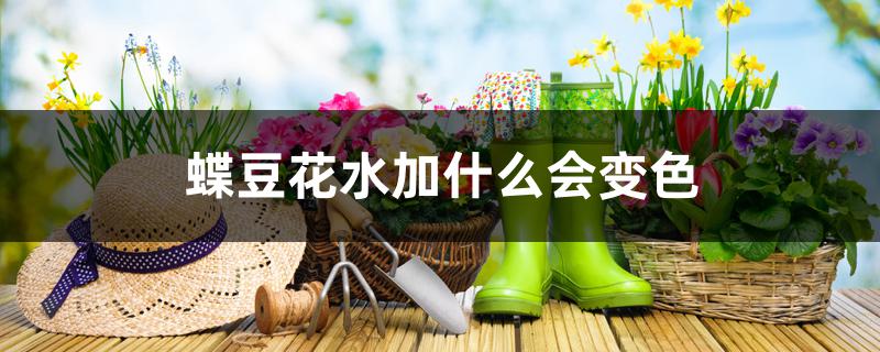 蝶豆花水加什么会变色 蝶豆花水加什么会变色