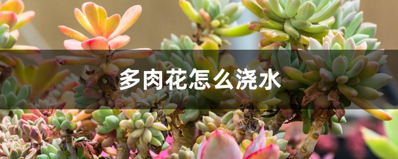 多肉花怎么浇水 多肉花怎么浇水