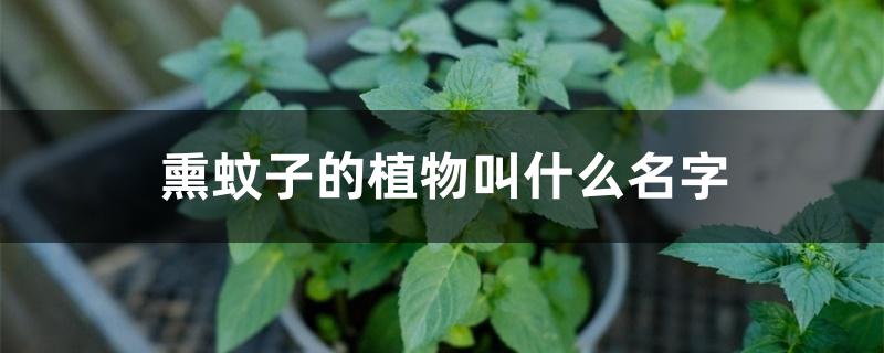 熏蚊子的植物叫什么名字 熏蚊子的植物叫什么名字