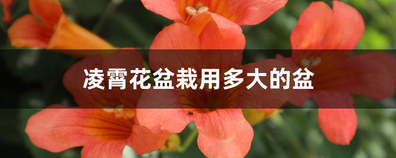 凌霄花盆栽用多大的盆 凌霄花盆栽用多大的盆