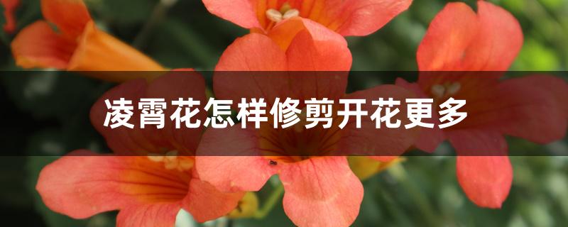 凌霄花怎样修剪开花更多 凌霄花怎样修剪开花更多