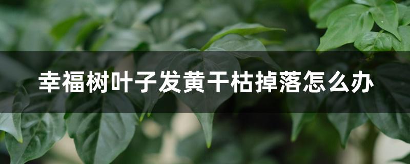 幸福树叶子发黄干枯掉落怎么办 幸福树叶子发黄干枯掉落怎么办